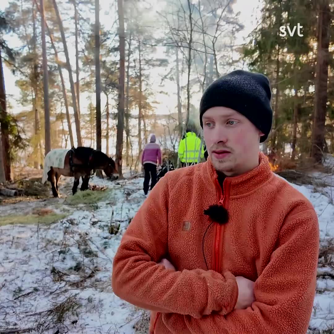 Här lär sig kusken av hästen: ”Han är mer utbildad än vad jag är”